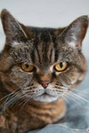 RoClawed