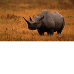 Team rhinos