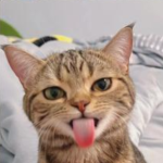 DailyCats