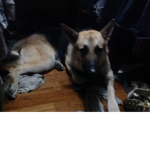 Duke the dog