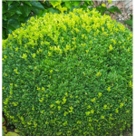 The Shrub Club Gaming