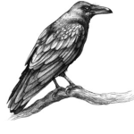 Crow & Friends