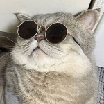 mog-gy gang