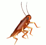 Roach_Squad
