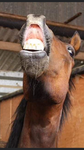 The new horse group and the best horse group
