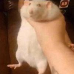 rat yummy