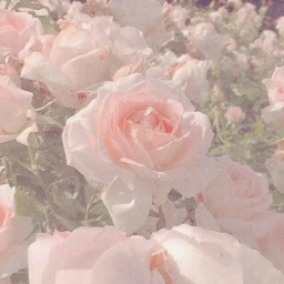 ⋆ ˚｡⋆୨୧˚ icon