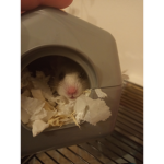 Christmas hamster