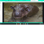 the hippo temple