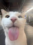 Pawsie2