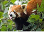 animals wojtekber2009