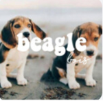 Beagle Bois