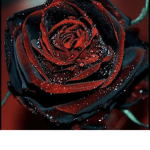 -The Rose Family-