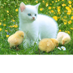 kitttens are amazing