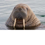 Walrus Clan