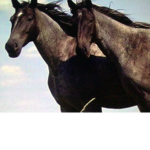 The horses of Russia