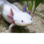Axolotl game have fun