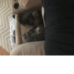 THE KITTIE ARMY!!!