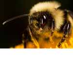 |BEE|