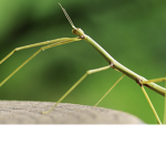 Stick Bug Clan
