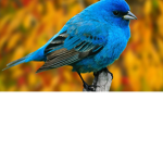 The Bird Bundle