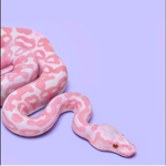 Anaconda co.