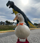 HUMAN NAME AND DUCKS