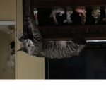 Bubba the cat?.????
