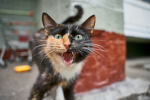 Cats life forever :D