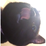 Squadcatsarefunny