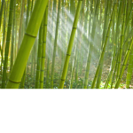Bamboo Studios