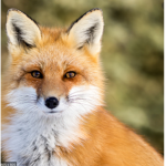 Amazing Fox's