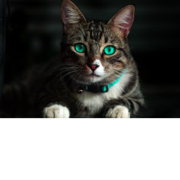 Cat Border