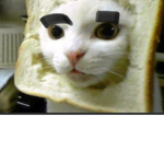 Crispy cat chat