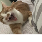 [Fat~cat~group]