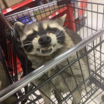 •Raccoons•