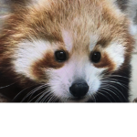 Red panda memers