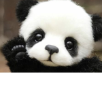 Panda’s house