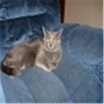 pets group