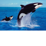 Orca’Splash