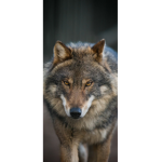 Wolves5789