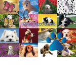 Paw Projects