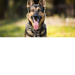 Kaylee The Doge