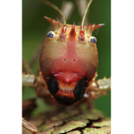 so so many bugs
