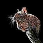 Degu studio
