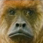 The Great Cult Of Monkey