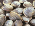 Clam clam
