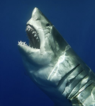 My shark~
