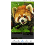 Pandas rojos fans