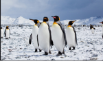The Penguins Unite